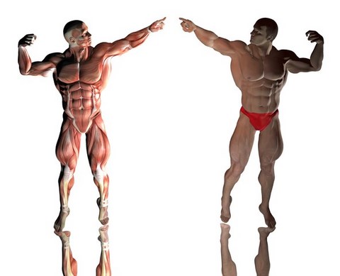 anatomie bodybuilder